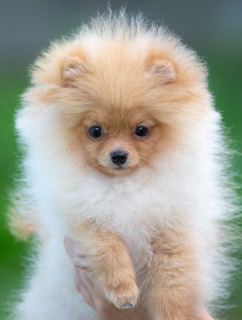 Photo №4. I will sell german spitz in the city of Permian. from nursery - price - 909$