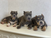Photo №2 to announcement № 11714 for the sale of american bully - buy in Russian Federation from nursery