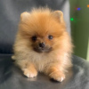 Photo №1. pomeranian - for sale in the city of Geneva | negotiated | Announcement № 94728