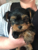 Photo №3. Lovely Yorkshire Terrier puppies for Adoption. Germany