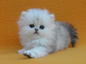 Photo №2 to announcement № 986 for the sale of persian cat - buy in Russian Federation breeder