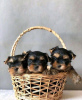 Photo №1. yorkshire terrier - for sale in the city of Helsinki | 475$ | Announcement № 112999