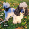 Photo №4. I will sell poodle (toy) in the city of Narva. private announcement - price - 1352$