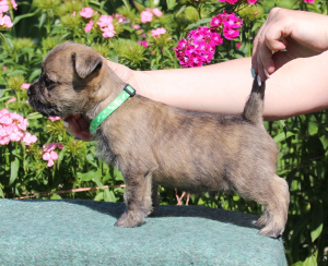 Additional photos: Puppies for sale Kern terrier 13.06.2019g birth.