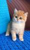 Photo №1. british shorthair - for sale in the city of Long Beach | 280$ | Announcement № 84060