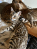 Photo №1. bengal cat - for sale in the city of Dusseldorf | Is free | Announcement № 109736