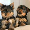 Photo №1. yorkshire terrier - for sale in the city of Pando | 296$ | Announcement № 63943