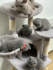 Photo №1. british shorthair - for sale in the city of Duisburg | 423$ | Announcement № 119435