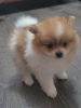 Photo №1. pomeranian - for sale in the city of Dubai | negotiated | Announcement № 35900