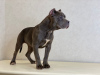Photo №1. american bully - for sale in the city of Москва | 2025$ | Announcement № 11713