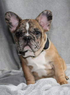 Photo №2 to announcement № 6991 for the sale of french bulldog - buy in United States 