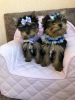 Additional photos: Yorkshire terrier puppies