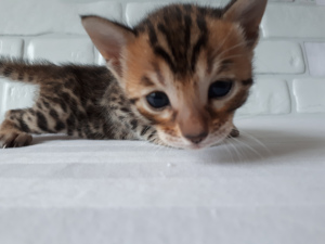 Photo №2 to announcement № 4175 for the sale of bengal cat - buy in Russian Federation private announcement, from nursery, breeder