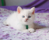 Photo №1. british shorthair - for sale in the city of Odessa | 495$ | Announcement № 17842