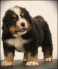 Additional photos: Bernese Mountain Dog puppies