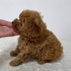 Photo №3. Breed Tea-Cup Poodle Sex male Age 9 weeks Registered Yes Pure Breed Yes Shipping. United States