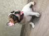 Photo №1. french bulldog - for sale in the city of Minsk | 600$ | Announcement № 9835