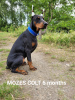 Photo №4. I will sell dobermann in the city of Quedlinburg. from nursery - price - 1664$