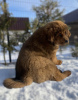 Additional photos: Tibetan mastiff puppies