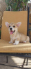 Additional photos: Pembroke Welsh Corgi puppies