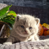 Photo №4. I will sell british shorthair in the city of Калифорния Сити.  - price - 800$