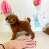 Photo №3. Toy Poodle puppies.. Malta