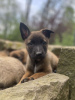 Photo №1. belgian shepherd - for sale in the city of Al Eker | negotiated | Announcement № 124683