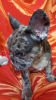 Additional photos: French Bulldog. Girl. 4 color genes