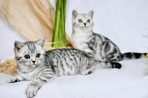 Photo №1. british shorthair - for sale in the city of Dusseldorf | 660$ | Announcement № 727