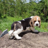 Additional photos: Beautiful tricolor beagle puppies.