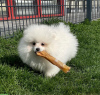 Photo №2 to announcement № 119493 for the sale of pomeranian - buy in Germany private announcement