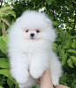 Photo №4. I will sell pomeranian in the city of Belgrade. breeder - price - negotiated