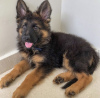 Photo №2 to announcement № 102895 for the sale of german shepherd - buy in United States private announcement, breeder