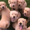 Photo №1. golden retriever - for sale in the city of Сало | 317$ | Announcement № 72002