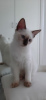 Photo №2 to announcement № 125380 for the sale of siamese cat - buy in Germany private announcement