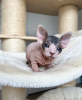 Photo №2 to announcement № 97890 for the sale of sphynx cat - buy in Sweden private announcement