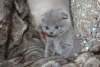 Photo №1. scottish fold - for sale in the city of Hannover | 370$ | Announcement № 82111