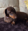 Photo №1. dachshund - for sale in the city of Vienna | 317$ | Announcement № 75989