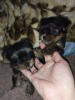 Photo №1. yorkshire terrier - for sale in the city of Dnipro | negotiated | Announcement № 11620