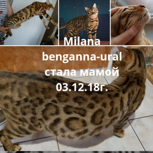 Photo №4. I will sell bengal cat in the city of Orenburg. breeder - price - 1335$