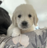 Photo №1. golden retriever - for sale in the city of Manzini | negotiated | Announcement № 42808