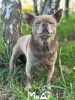 Photo №4. I will sell chihuahua in the city of Munich. breeder - price - 350$