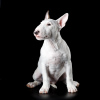 Photo №4. I will sell bull terrier in the city of Ufa. from nursery - price - 976$