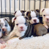 Photo №1. boston terrier - for sale in the city of Vienna | 400$ | Announcement № 38259