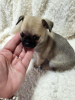 Additional photos: Chihuahua puppies