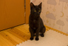 Photo №3. A wonderful black cat, kitten Charlie, is looking for a home and a loving. Belarus