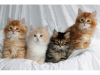 Photo №1. siberian cat - for sale in the city of Helsinki | negotiated | Announcement № 79792