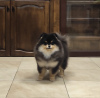 Photo №1. german spitz, pomeranian - for sale in the city of Voronezh | negotiated | Announcement № 25704