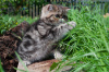 Photo №3. Exotic cat.. Belarus