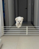Photo №2 to announcement № 99628 for the sale of maltese dog - buy in United States breeder
